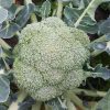broccoli belstar-f1