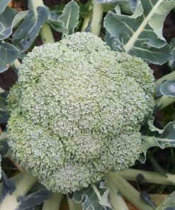 broccoli belstar-f1