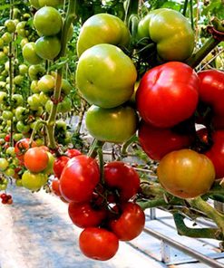 agilis-f1 seminte tomate-nedeterminate Enza-Zaden
