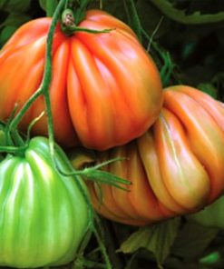 Arawak-f1 tomate nedeterminate Syngenta
