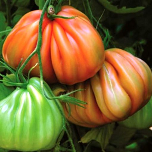Arawak-f1 tomate nedeterminate Syngenta