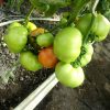 avatar-f1 tomate-nedeterminate Cora-Seeds