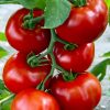 zadurella-f1 tomate nedeterminate Vilmorin