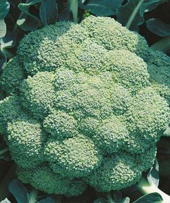 Marathon-f1 seminte broccoli sakata