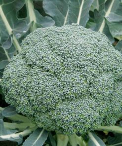 ronny-f1 seminte broccoli Cora-Seeds