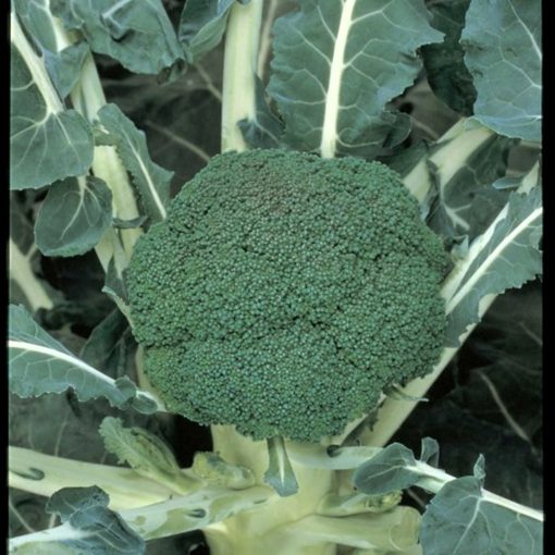 green-magic-f1 seminte broccoli Sakata