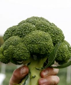 monfils-f1 seminte broccoli Rijk-Zwaan