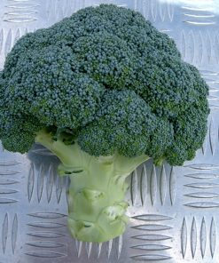 parthenon-f1 seminte broccoli Sakata