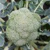 broccoli brontolo-f1