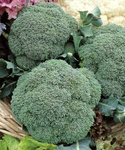 broccoli chevalier-f1