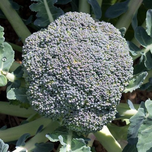 broccoli fiesta-f1