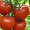 gravitet-f1 tomate semideterminate Syngenta