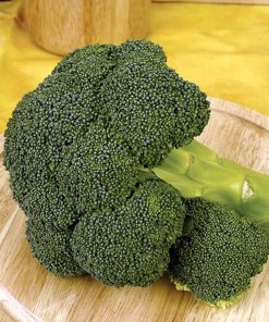 Ironman-f1 seminte broccoli Seminis