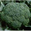Lucky-f1 seminte broccoli Bejo