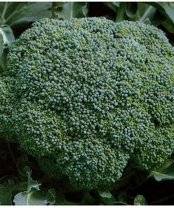 Lucky-f1 seminte broccoli Bejo