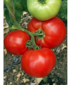 mirsini-f1 tomate determinate Seminis