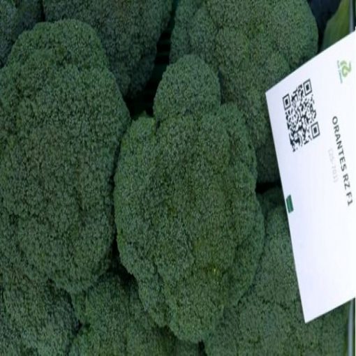 orantes-f1 seminte broccoli Rijk-Zwaan