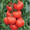 Abellus-f1 seminte tomate-nedeterminate Rijk-Zwaan