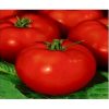 addalyn-f1 tomate semideterminate Hazera