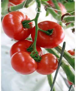 admiro-f1 seminte tomate-nedeterminate Seminis