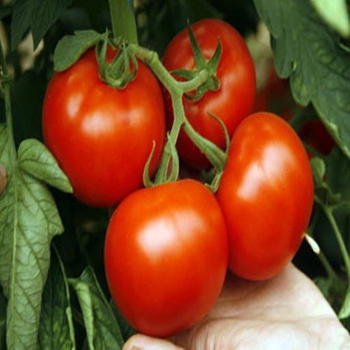 alamina-f1 seminte tomate-nedeterminate Rijk-Zwaan