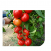 amerigo-f1 seminte tomate-nedeterminate Sakata