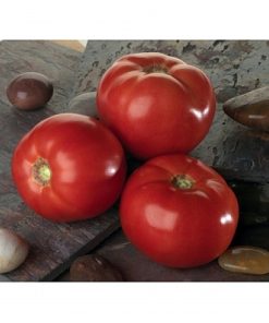 bellarosa-f1 tomate determinate Sakata