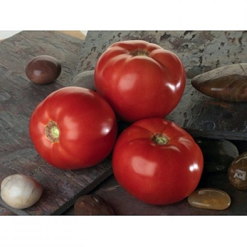 bellarosa-f1 tomate determinate Sakata