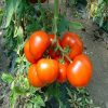 belfast-f1 tomate nedeterminate Enza-Zaden