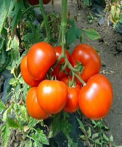 belfast-f1 tomate nedeterminate Enza-Zaden