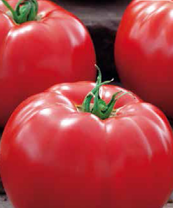 big-beef-f1 tomate-nedeterminate Seminis