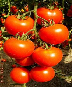 brillante-f1 seminte tomate-nedeterminate Hazera