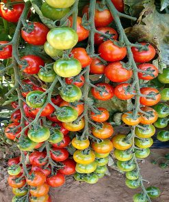 cheramy-f1 tomate nedeterminate Rijk-Zwaan