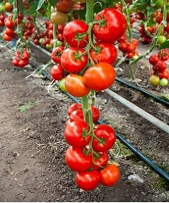cinto-f1 tomate nedeterminate Rijk-Zwaan