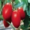 colibri-f1 tomate nedeterminate Clause