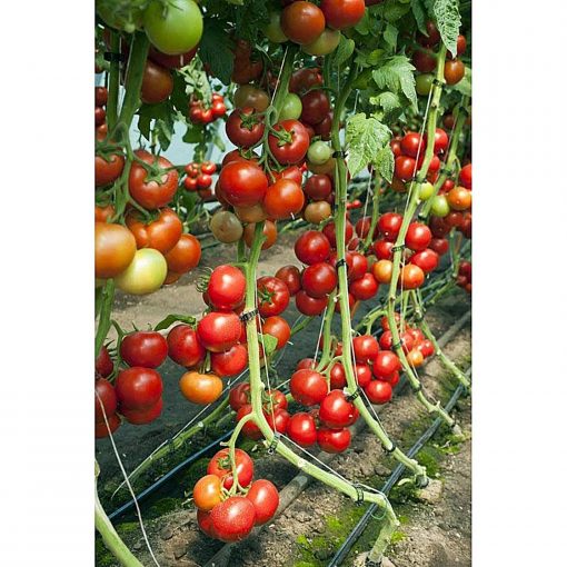 doufu-f1 tomate nedeterminate Rijk-Zwaan