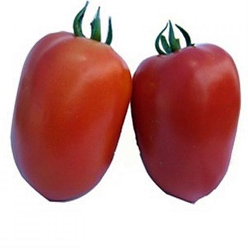 galilea-f1 tomate semideterminate Hazera