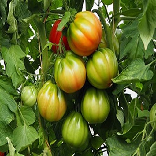 gandalf-f1 tomate nedeterminate Esasem
