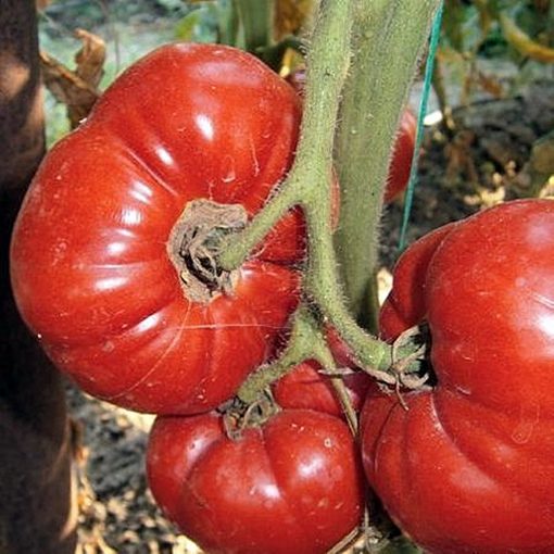 ghittia tomate nedeterminate Agrosel