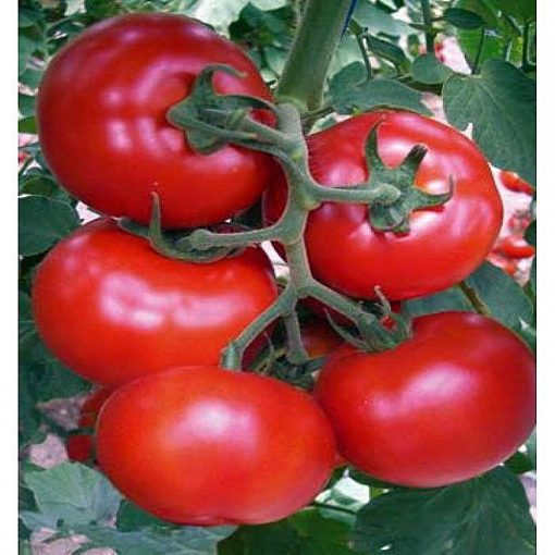 gonul-f1 tomate nedeterminate Yuksel