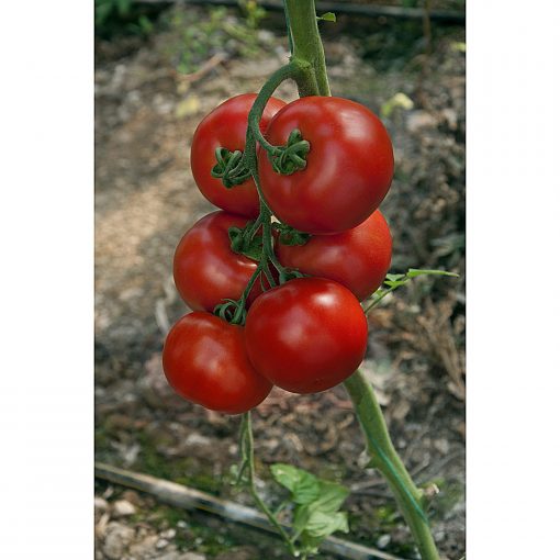 jadelo-f1 tomate nedeterminate Vilmorin