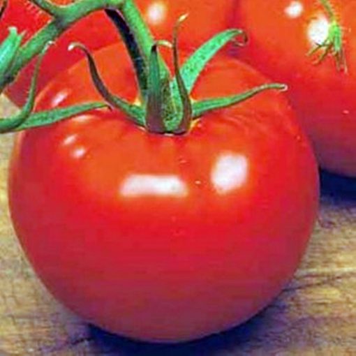 keren-bilbo-f1 tomate determinate Esasem