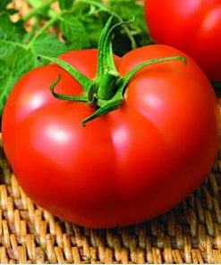 kiveli-f1 tomate nedeterminate Seminis