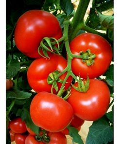 klass-f1 tomate nedeterminate Seminis
