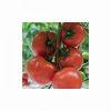 lilos-f1 tomate nedeterminate Rijk-Zwaan