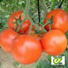 lojian-f1 tomate determinate Enza-Zaden