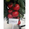 Lorely-f1 tomate nedeterminate Clause