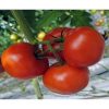 macsin-f1 tomate nedeterminate Hazera
