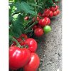 matissimo-f1 tomate nedeterminate Seminis