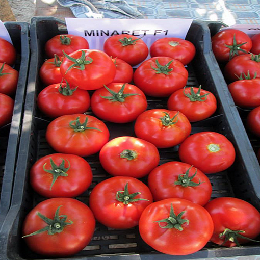 mineret-f1 tomate nedeterminate Syngenta